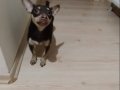 Kardeş Pinscher