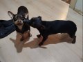 Kardeş Pinscher