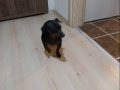 Kardeş Pinscher