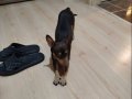 Kardeş Pinscher