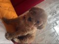 Maltipoo Kız 