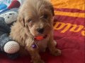 Maltipoo Kız 