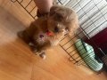 Maltipoo Kız 