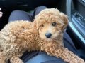 Siyah Zeytin Bakışlı Kıvırcık Eğitimli Toy Poodle