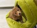 Siyah Zeytin Bakışlı Kıvırcık Eğitimli Toy Poodle
