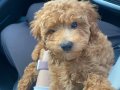 Siyah Zeytin Bakışlı Kıvırcık Eğitimli Toy Poodle
