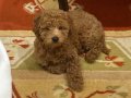 Siyah Zeytin Bakışlı Kıvırcık Eğitimli Toy Poodle