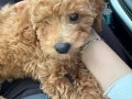Siyah Zeytin Bakışlı Kıvırcık Eğitimli Toy Poodle