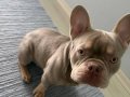 Sosyal Karakterli Fransız Bulldog