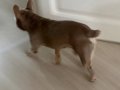 Sosyal Karakterli Fransız Bulldog