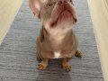 Sosyal Karakterli Fransız Bulldog