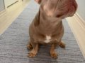 Sosyal Karakterli Fransız Bulldog