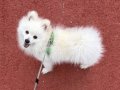 Eğitimli Pomeranian Boo