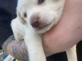 Süper Sosyal Labrador Yavrusu