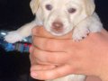 Süper Sosyal Labrador Yavrusu