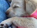 Süper Sosyal Labrador Yavrusu