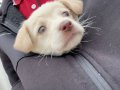 Süper Sosyal Labrador Yavrusu