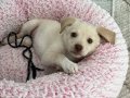 Süper Sosyal Labrador Yavrusu