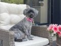 Irish Glen of Imaal Terrier Yavruları