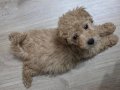  Toy Poodle Yavrusu