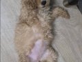  Toy Poodle Yavrusu