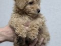  Toy Poodle Yavrusu