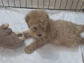  Toy Poodle Yavrusu