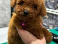 Toy Poodle Yavruları