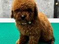 Toy Poodle Yavruları