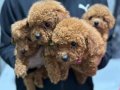 Toy Poodle Yavruları