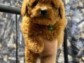 Toy Poodle Yavruları