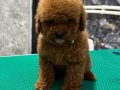 Toy Poodle Yavruları
