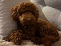 8 Aylık Toy Poodle