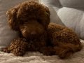 8 Aylık Toy Poodle