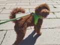 8 Aylık Toy Poodle