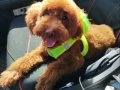 8 Aylık Toy Poodle