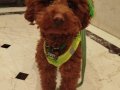 8 Aylık Toy Poodle