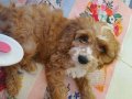 2 Aylık Erkek Maltipoo