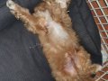 2 Aylık Erkek Maltipoo