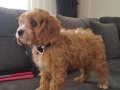 2 Aylık Erkek Maltipoo