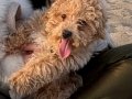  3 Aylık Toy Poodle 