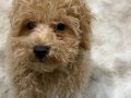  3 Aylık Toy Poodle 