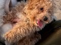 3 Aylık Toy Poodle 
