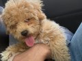  3 Aylık Toy Poodle 