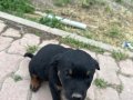 Çok tatlı Rottweiler köpekler anne baba fotoğrafı atılır