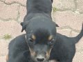 Çok tatlı Rottweiler köpekler anne baba fotoğrafı atılır