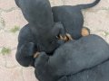 Çok tatlı Rottweiler köpekler anne baba fotoğrafı atılır