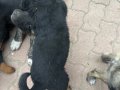Çok tatlı Rottweiler köpekler anne baba fotoğrafı atılır