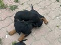 Çok tatlı Rottweiler köpekler anne baba fotoğrafı atılır