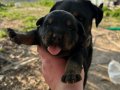 Çok tatlı Rottweiler köpekler anne baba fotoğrafı atılır